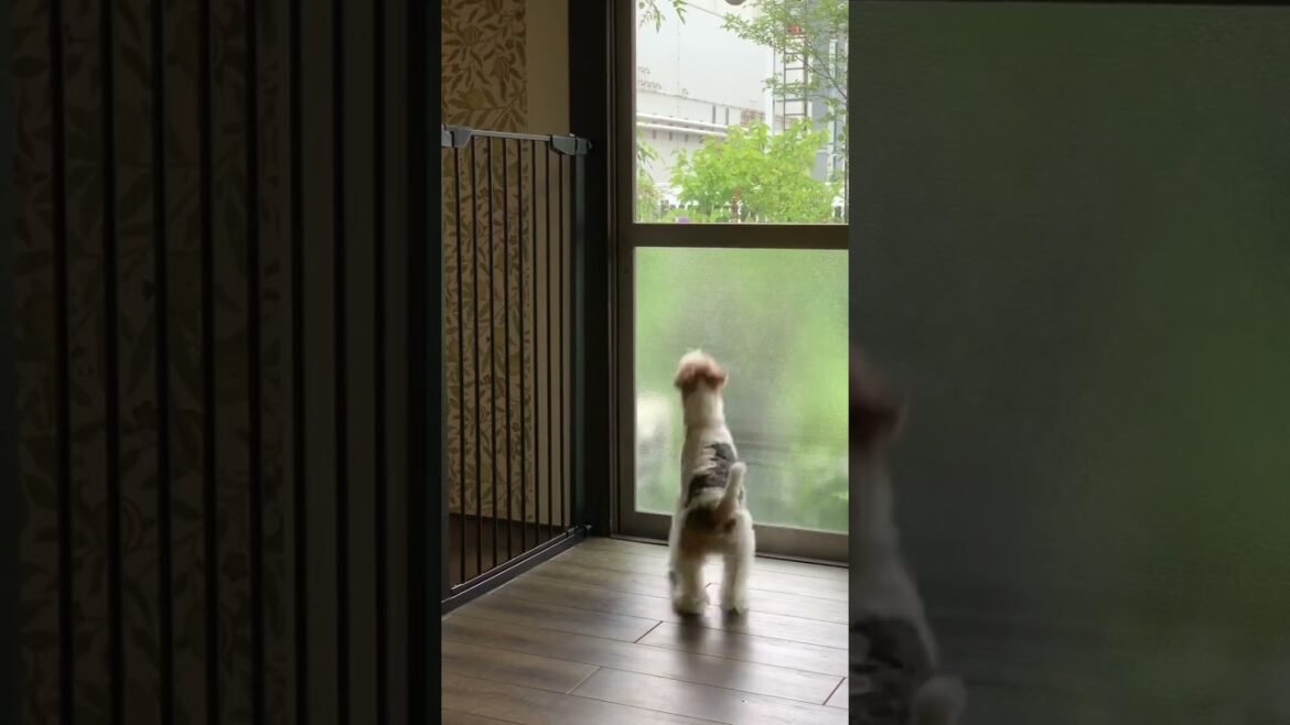 【shorts】お外で遊びたい！遊びたい！ #shorts  #ワイヤーフォックステリア  #犬 #dog #wirefoxterrier #ワイアーフォックステリア