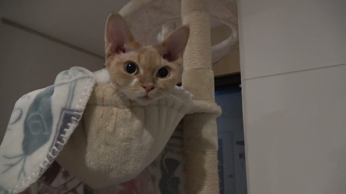 愛用のハンモックから出てこないデボン猫です 愛用のハンモックから出てこないデボン猫です