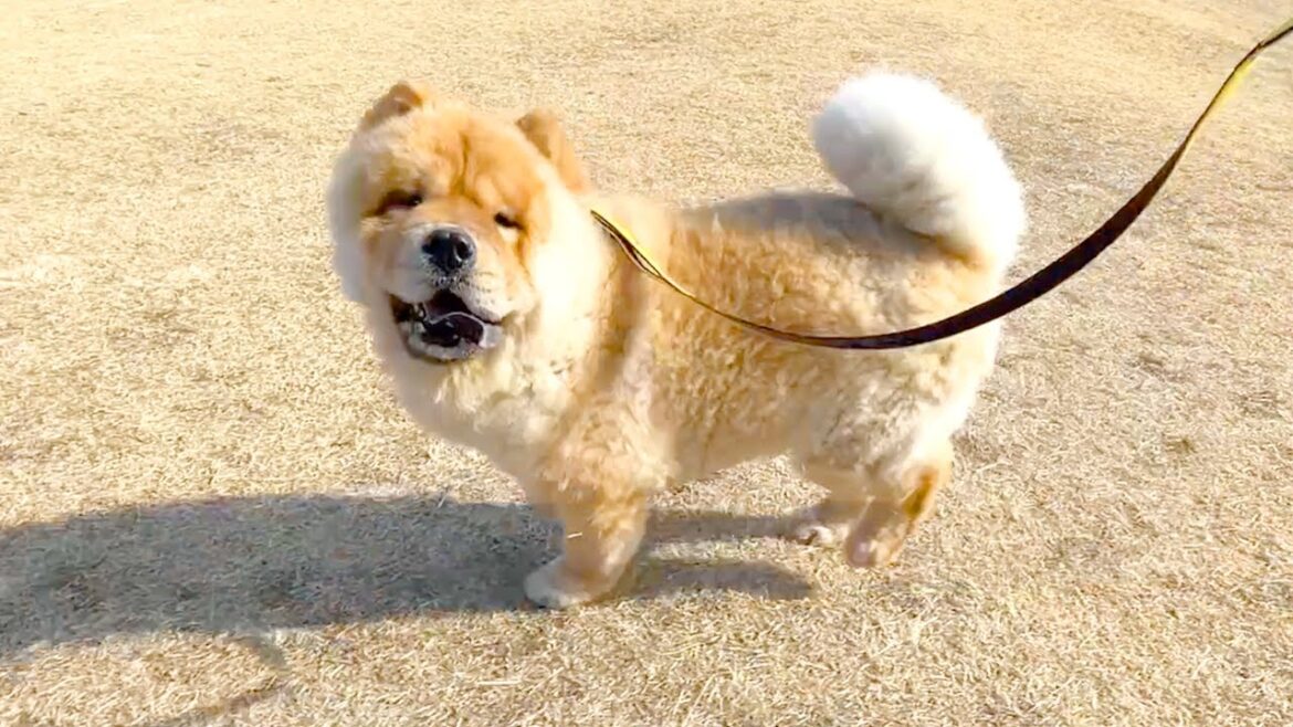 いつもと違う公園に連れて行ってもらえてテンションぶち上がりなチャウチャウ犬
