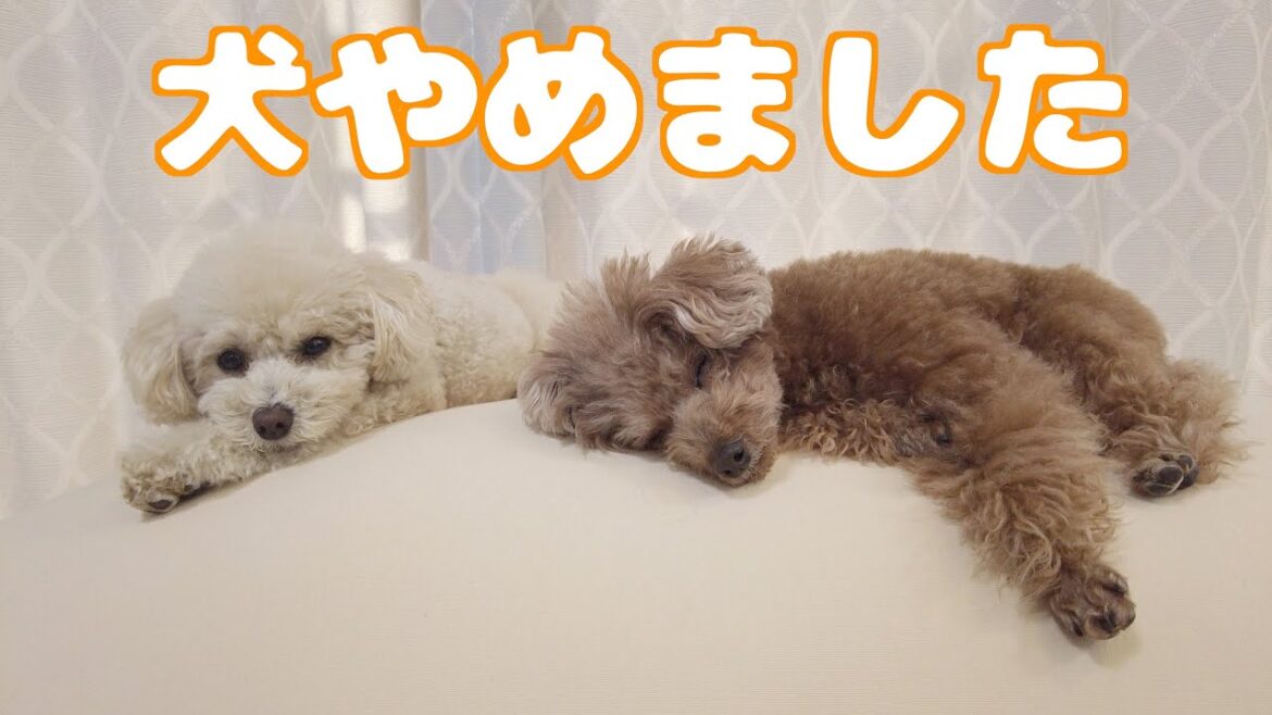 愛犬達にヨギボーをプレゼントしたら気持ちよすぎてこうなりました…