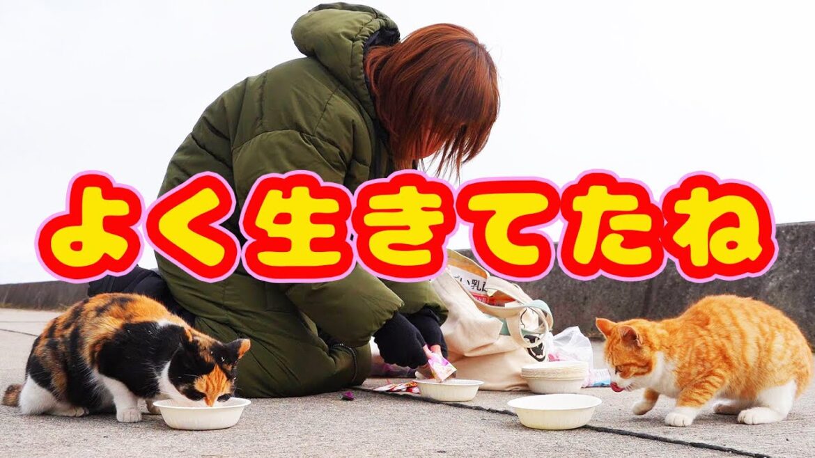 大寒波後行ったら逢えた猫 逢えなかった猫 生きてくれてありがとう