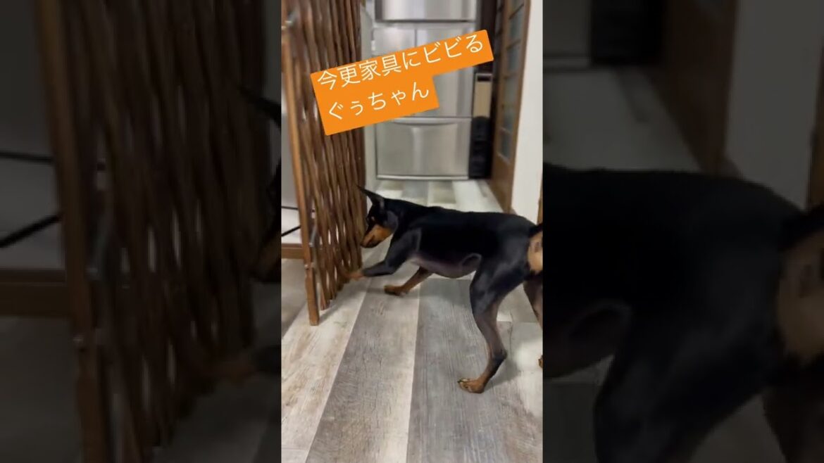 ビビりのぐぅちゃん　#miniaturepinscher #ミニチュアピンシャー