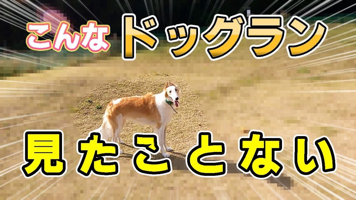 犬と飼い主が楽しめる場所！こんな事ができるドッグランは初めてです【大型犬】【ボルゾイ】