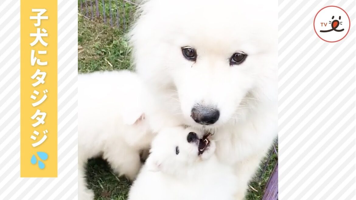 サモエドさん、元気な子犬たちに囲まれ…😢【PECO TV】