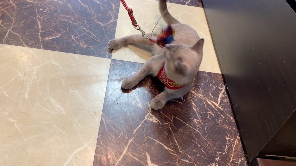 トンキニーズちゃん、ハーネス着けて思いっきり遊びました♪