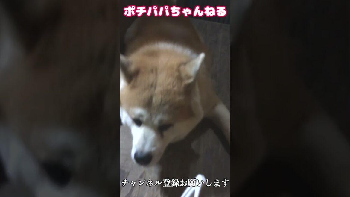 大嫌いなブラシを拒否る秋田犬が可愛すぎる　#Shorts
