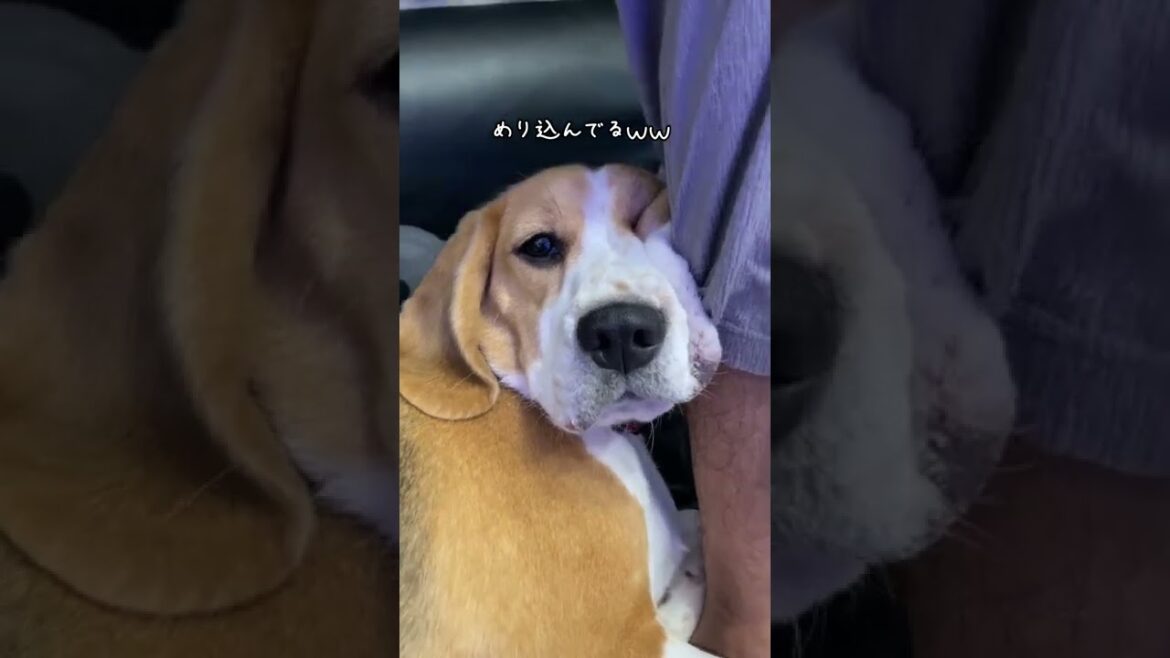 めり込んでるビーグル #shorts