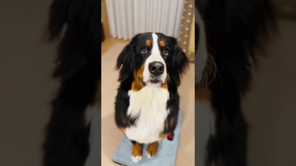 体重計に乗ってお座りするバーニーズマウンテンドッグ