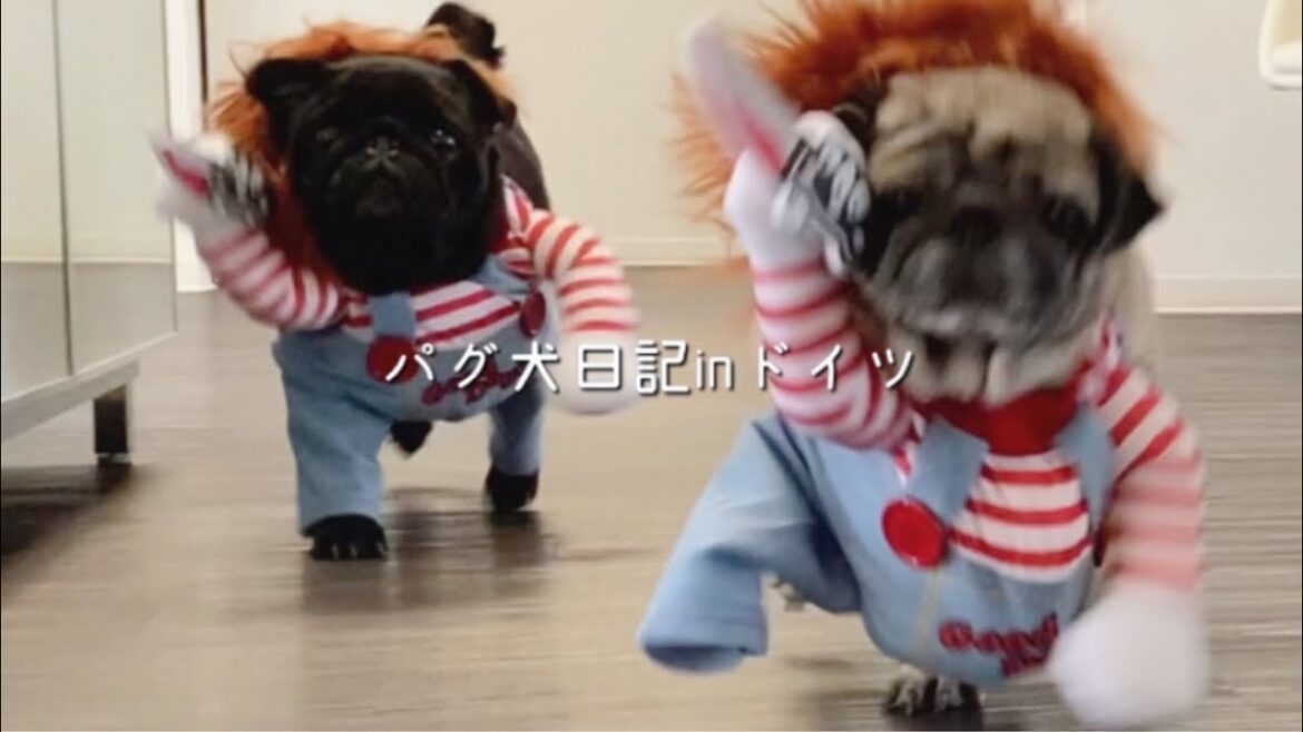 【爆笑】チャッキー犬で腹筋崩壊w 可愛い過ぎる着ぐるみパグさん | CHUCKY COSTUME DOG | PUG【パグ犬 炭鈴】