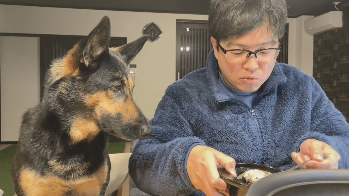 給料日の晩ご飯は、愛犬も一緒にすき焼き食べる！【ジャーマンシェパード】