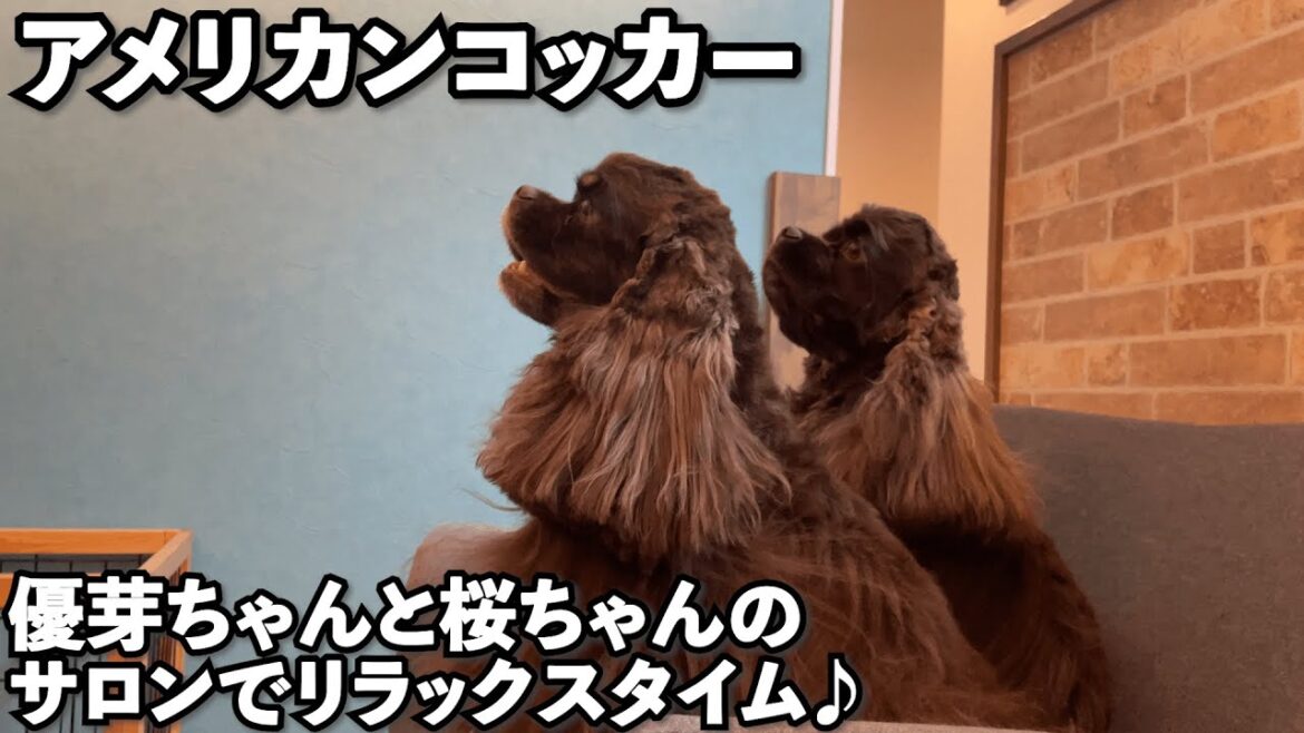 アメリカンコッカースパニエルの優芽ちゃん桜ちゃんのサロンでリラックスタイム♪