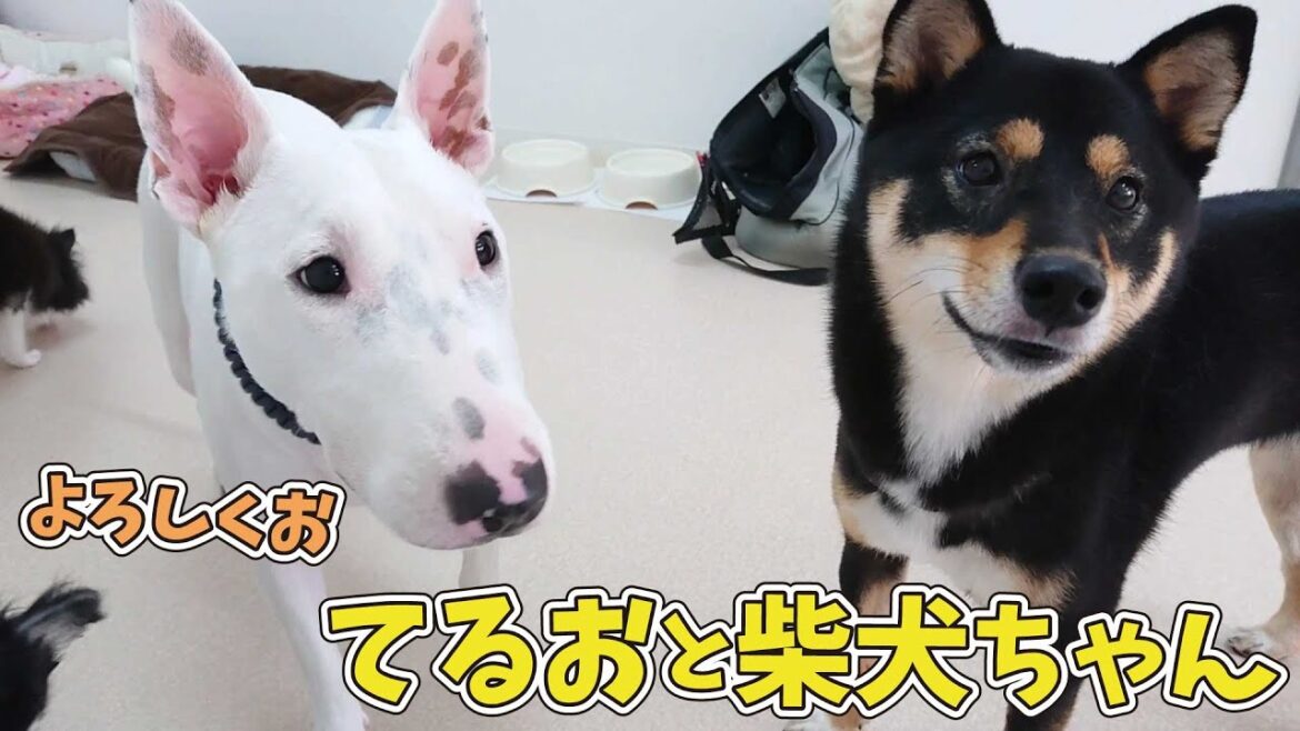 柴犬ちゃんとお近づきになりたいミニチュアブルテリア”てるお”　🐶ひみつきちなう！#2🐶  (チワワ 柴犬 ミニチュアブルテリア) 2020年7月20日