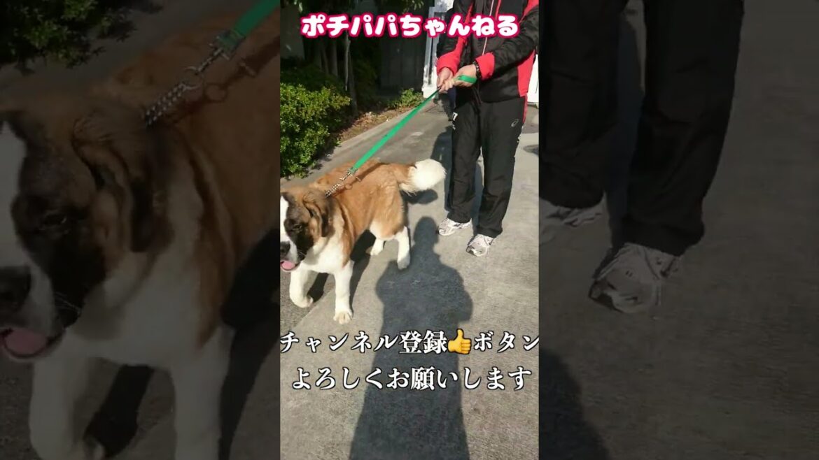 【身元引受人】セントバーナードを警察署から引き取る様子　#Shorts