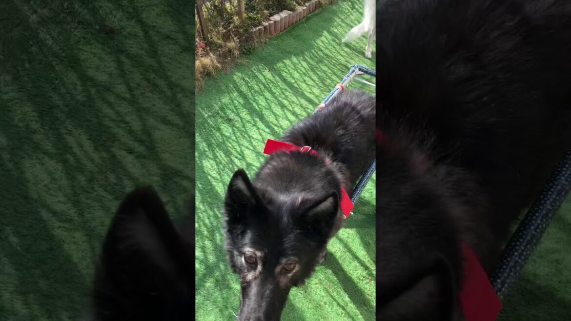 車椅子を頑張る狼犬リープ。とボルゾイに餌をあげてる気分になれる動画