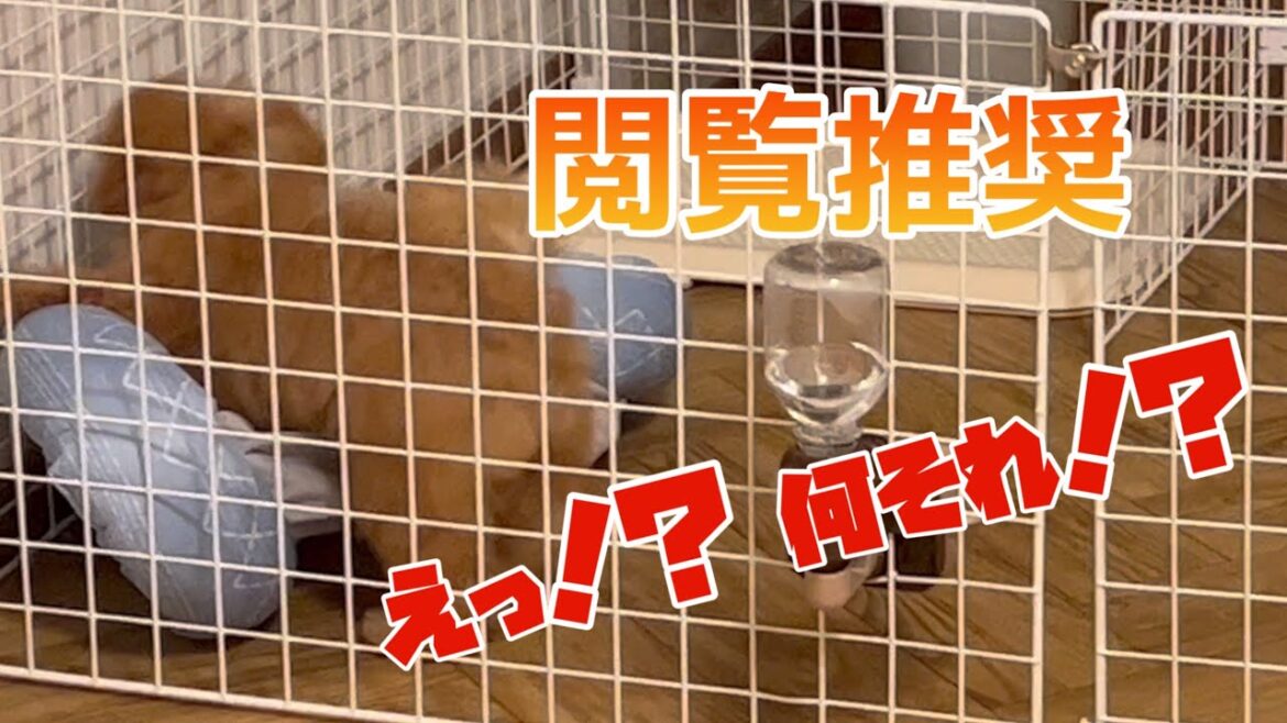 生後【4ヵ月】のトイプードルを夜中にこっそり見に行くと何これ！？ｗｗｗ 面白映像