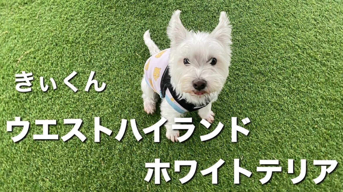ウエストハイランドホワイトテリア きぃくん【west highland white terrier】 ウエストハイランドホワイトテリア きぃくん【west highland white terrier】