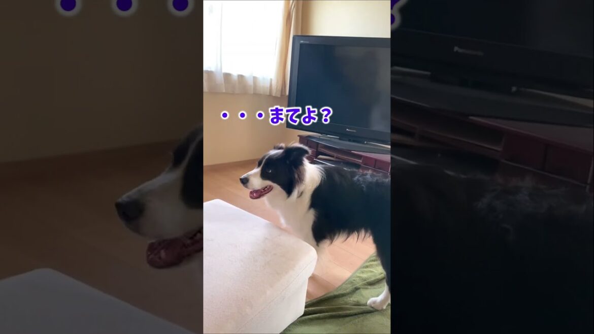 日常に冒険を求めるボーダーコリー #shorts