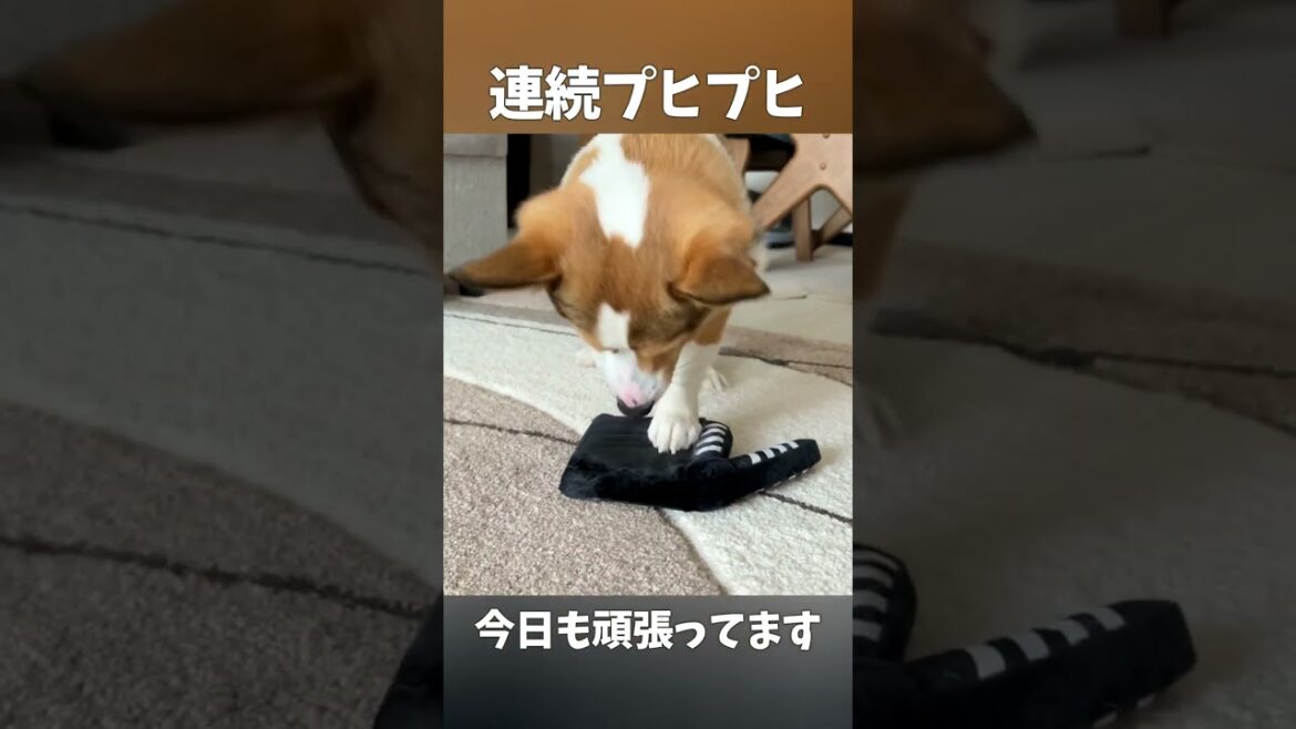 朝からプヒプヒに夢中な子犬コーギー #shorts