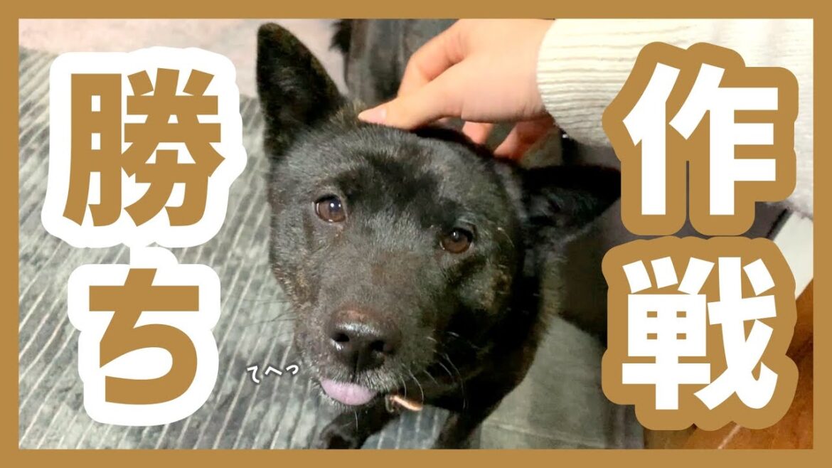 【甲斐犬】仕事中の飼い主にどうしても構ってもらいたいツムギのアピールが可愛すぎる〜！
