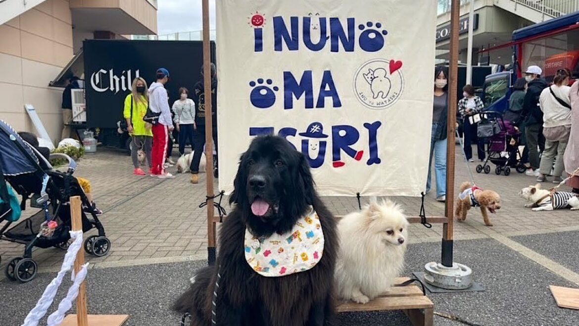 越谷レイクタウン【いぬのおまつり】　#ニューファンドランド　#ポメラニアン　#保護犬　#多頭飼い