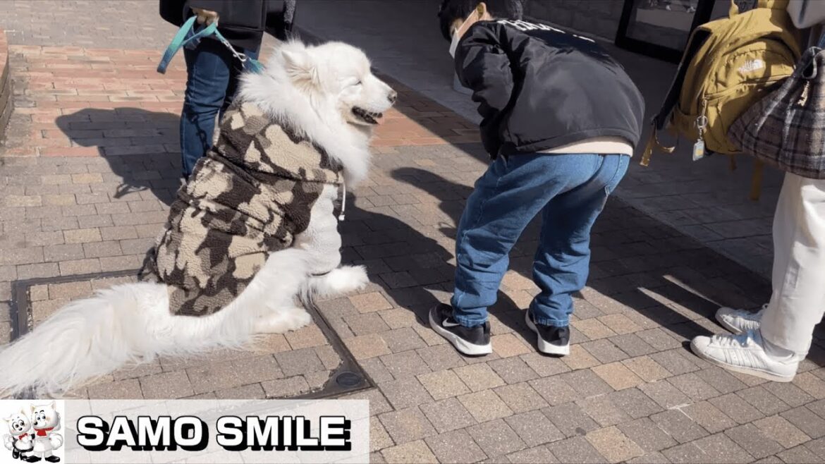 【じぃちゃんサモエド】おひさしぶりです、サモエド犬「パセポン」です。