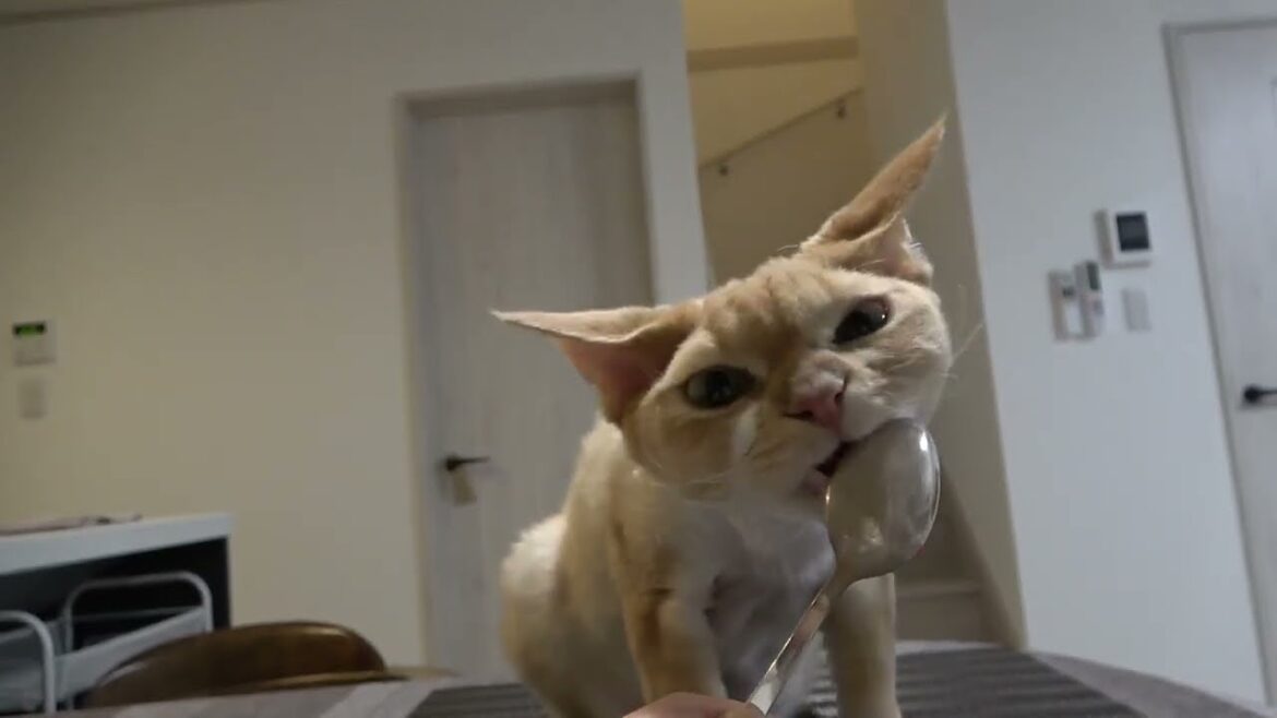 大好きなヨーグルトを可愛く食べているデボン猫です 大好きなヨーグルトを可愛く食べているデボン猫です