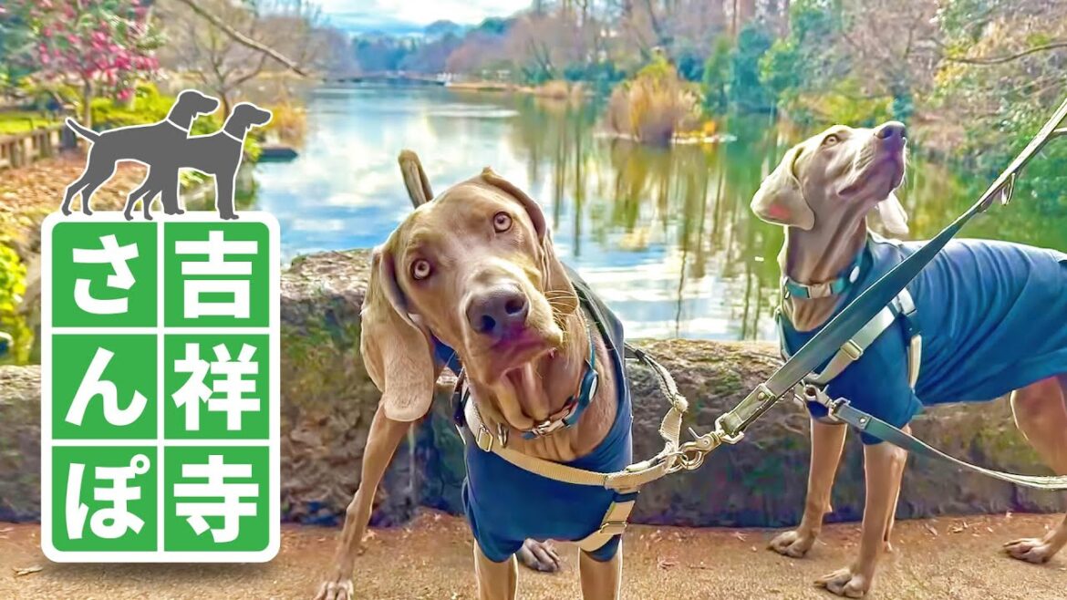 大型犬２匹が吉祥寺をお散歩してみた！