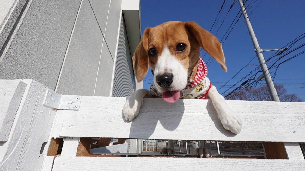 犬と出勤?99%の会社には無いだろう社内ドッグランを作りたい! 犬と出勤?99%の会社には無いだろう社内ドッグランを作りたい!