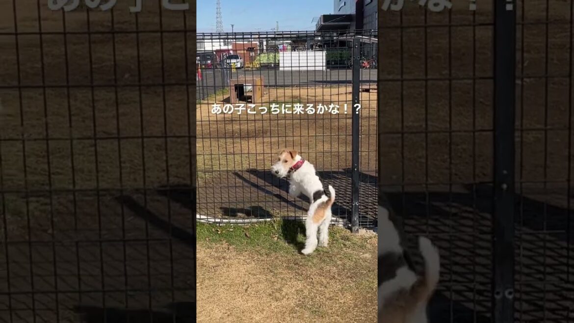 【shorts】わんちゃんが大好きなわんちゃん#shorts #犬 #dog #ワイヤーフォックステリア #wirefoxterrier #ワイアーフォックステリア #ドッグラン