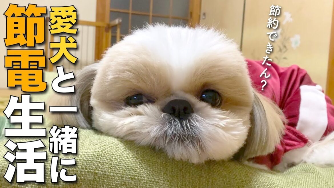 【シーズー】高すぎる冬の電気代！愛犬と一緒に節電生活してみた結果。【229】