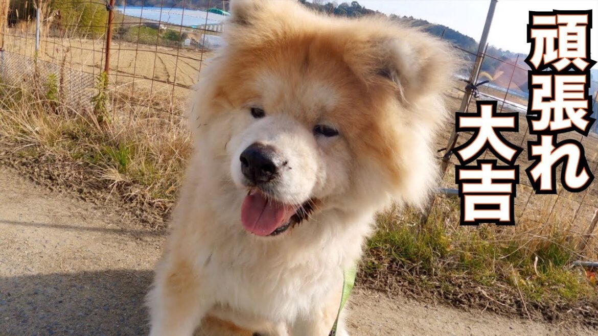 保護犬達の楽園リーダー秋田犬 大吉頑張ってます‼️