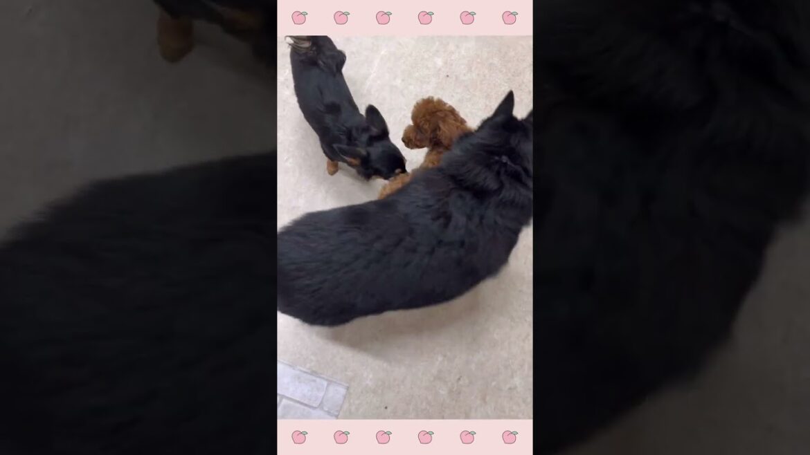 犬のようちえん・ほいくえん・スキッパーキ#犬のしつけ#shorts