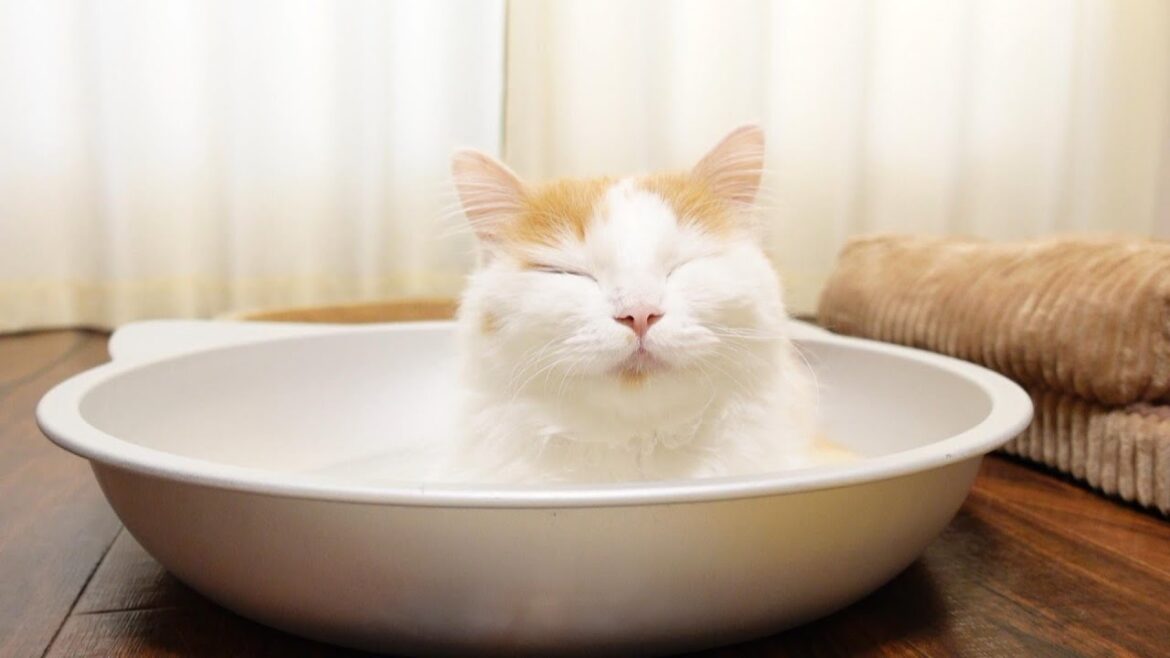 アルミ鍋が気持ち良すぎるノルウェージャンフォレストキャット
