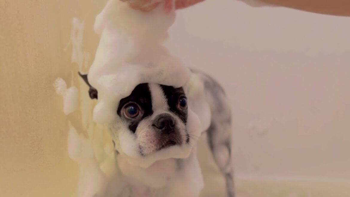 お風呂で泡だらけになってもおやつのために頑張る愛犬【ボストンテリア】