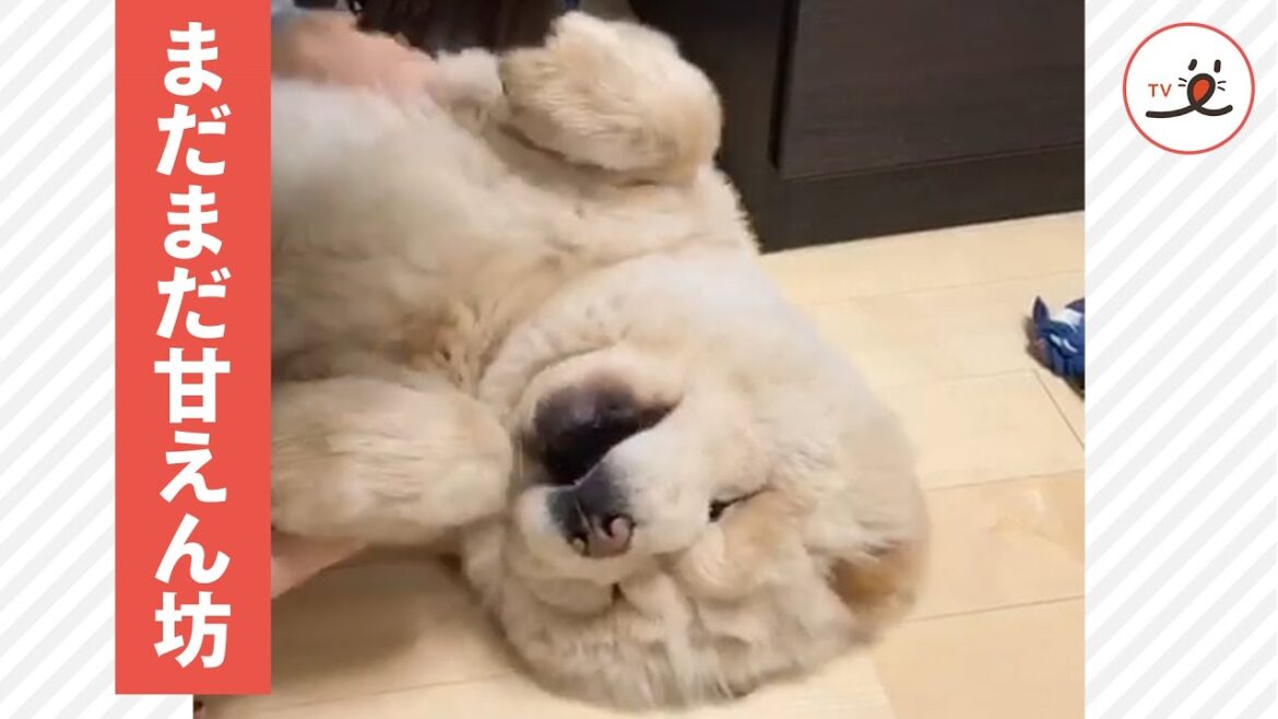 「起きたくな〜〜い」と駄々をこねるチャウチャウがカワイイ🐶🥰【PECO TV】