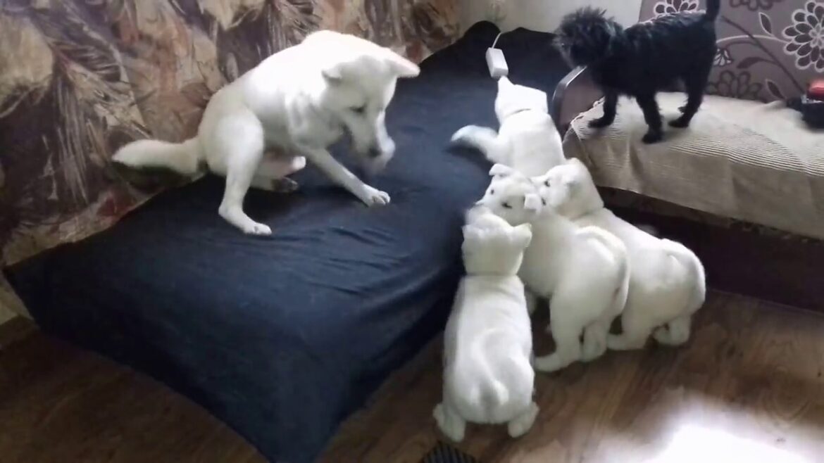紀州犬の子犬
