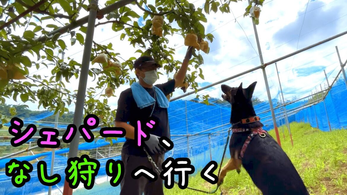 【ジャーマンシェパード】愛犬と梨狩りに行きました【German Shepherd】 My Dog Went Pear Picking!