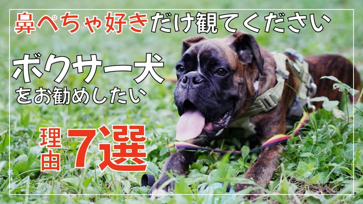 鼻ぺちゃ犬・短頭種が好きな人にボクサー犬をおすすめしたい理由7選
