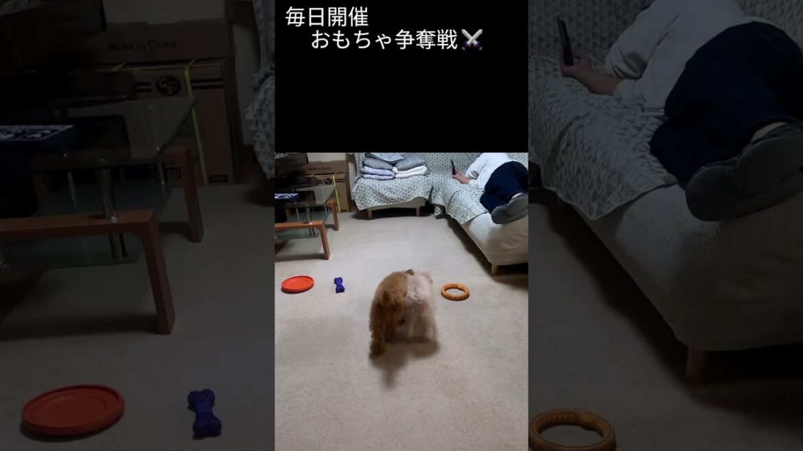 トイプードルおもちゃ争奪戦