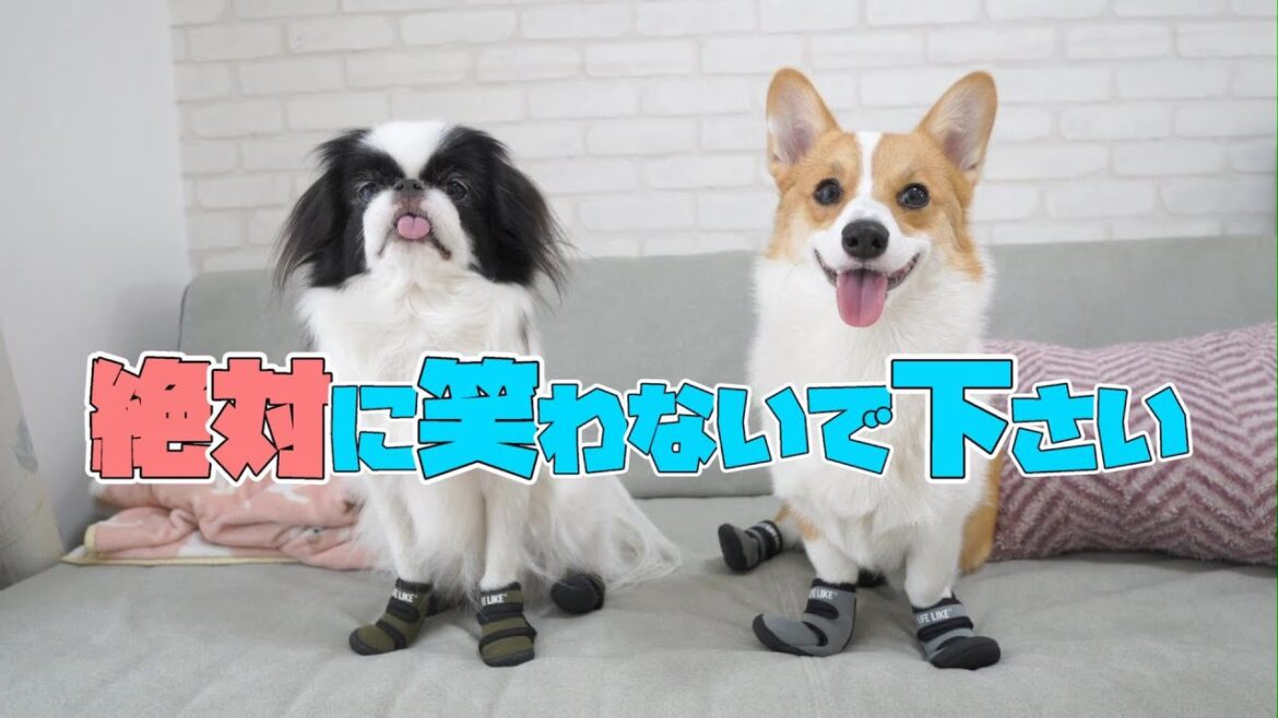初めて靴を履いたコーギー子犬と狆の反応を見ても絶対に笑わないであげてください