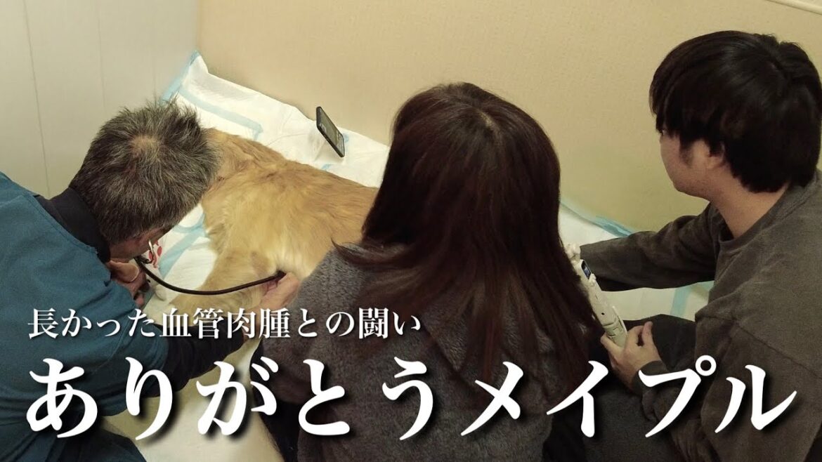 メイプルとのお別れの日。約1年8ヶ月の血管肉腫との闘いが終わりました。【メイプル闘病記#176】 メイプルとのお別れの日。約1年8ヶ月の血管肉腫との闘いが終わりました。【メイプル闘病記#176】