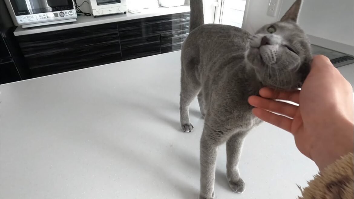 甘えん坊猫シアンとの幸せな休日