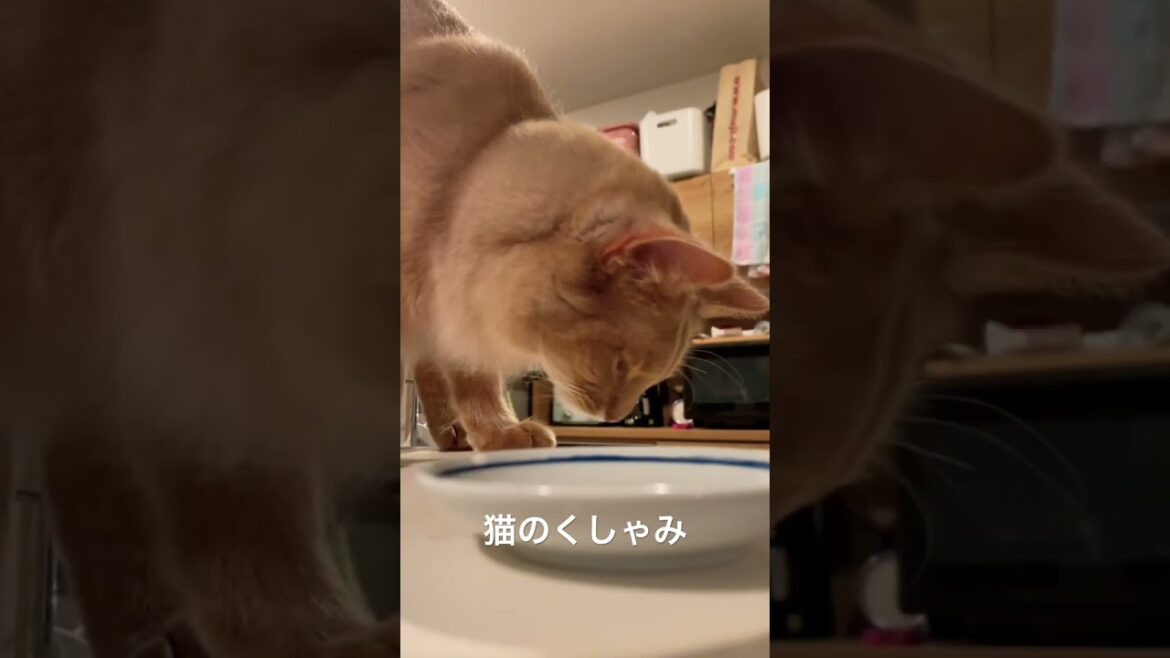 猫のくしゃみ #shorts #ねこ