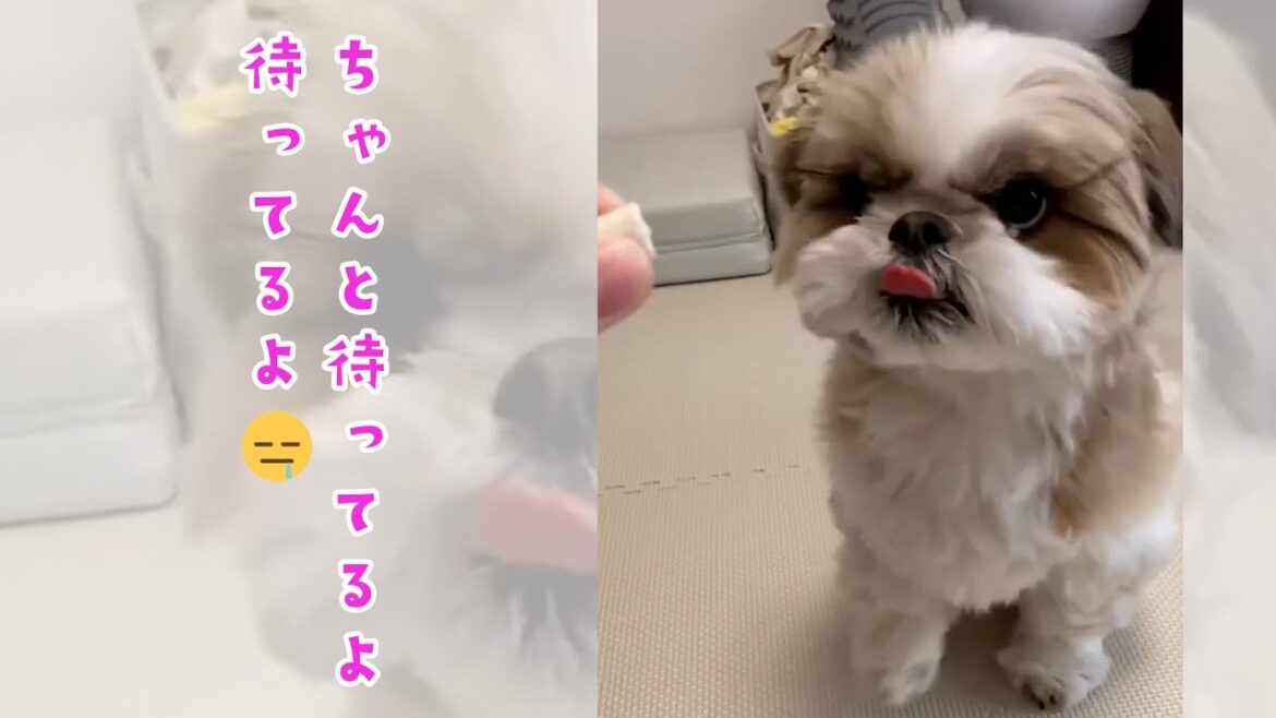 待てなくて地団駄を踏むワンコ