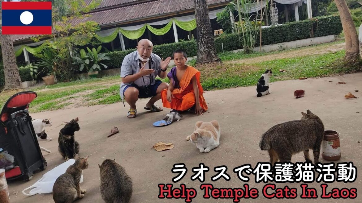 【ラオスの猫達】ラオスで保護猫活動を頑張る日本人女性に密着！
