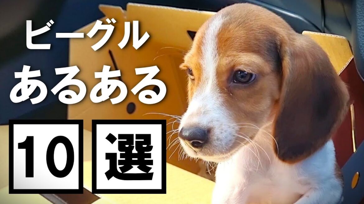 ビーグルあるある１０選！これ１本でビーグル犬がまるわかり