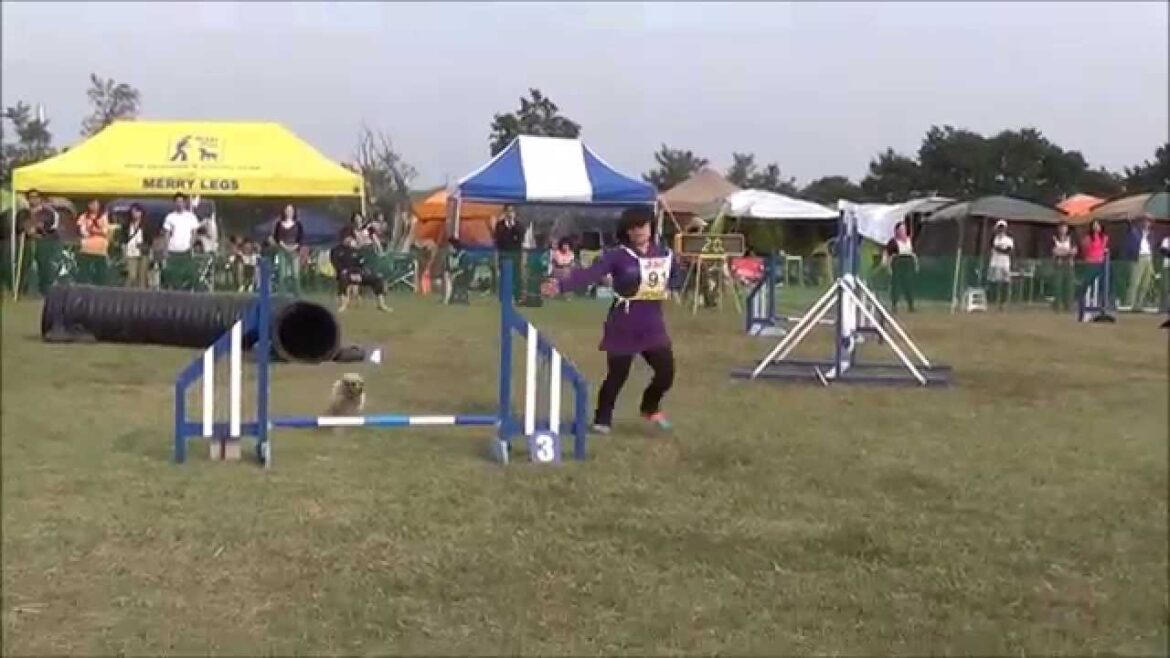神奈川南ジャーマンシェパードドッグクラブアジリティー競技会　アポロ　JP1