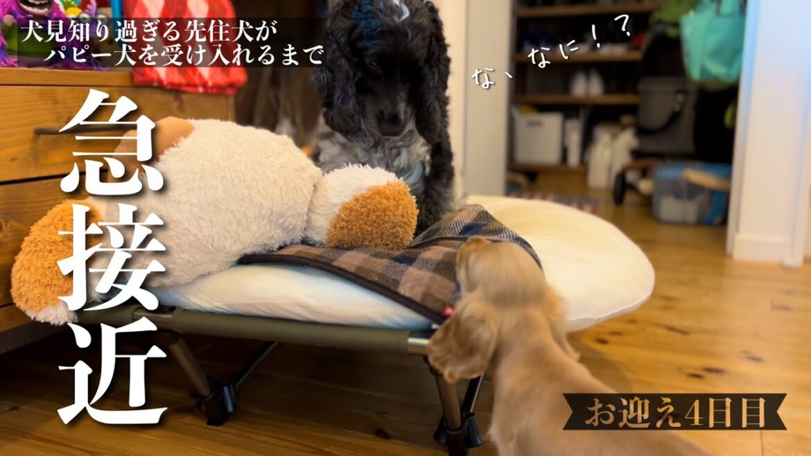 【犬見知り過ぎる先住犬がパピー犬を受け入れるまで#9】お迎え4日目で急接近！？　イングリッシュコッカースパニエル「みみ」の気持ち