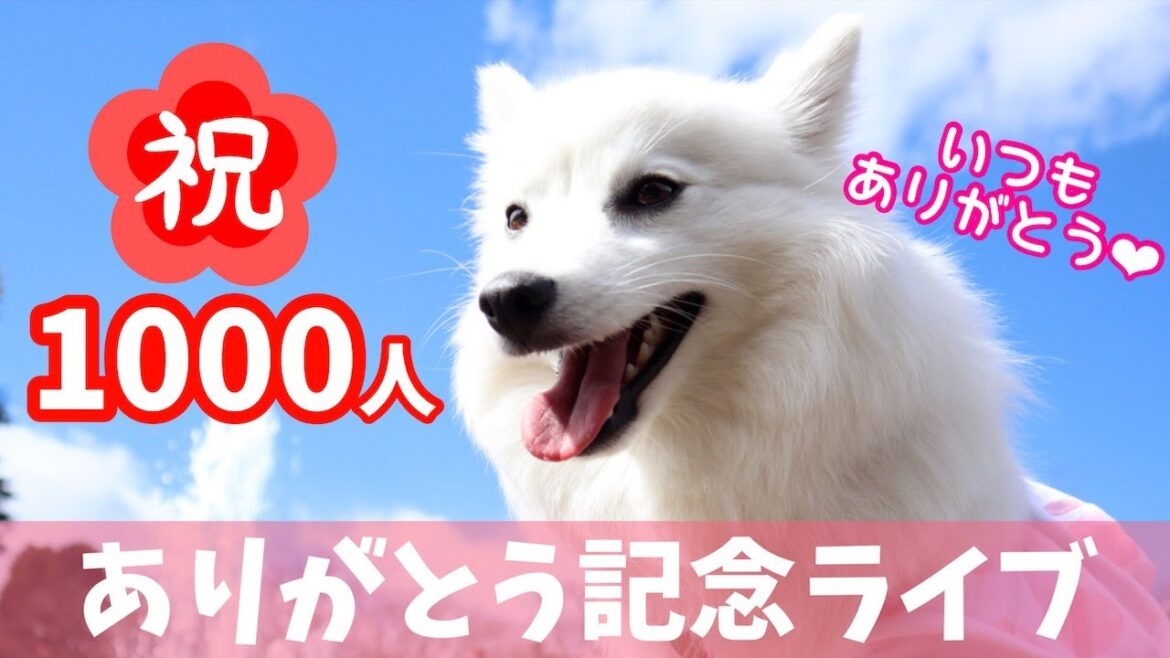 ㊗チャンネル登録1000人突破！ありがとう記念初ライブ【日本スピッツちぃ。】