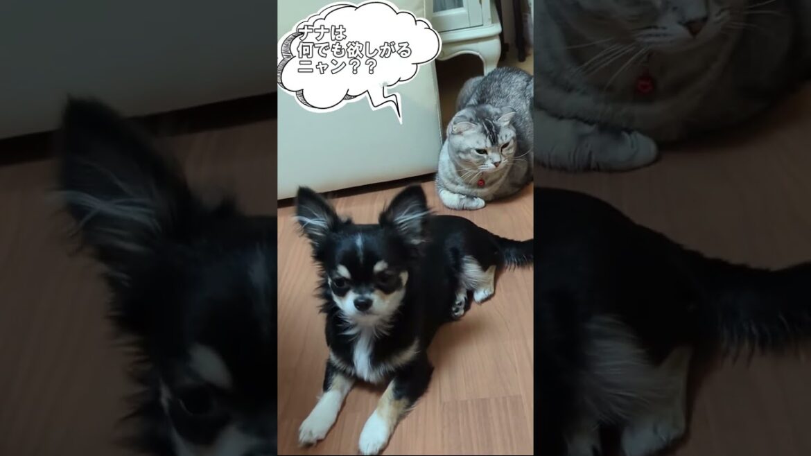 【超極小子犬ロングコートチワワ】一生懸命目で訴える姿が可愛い
